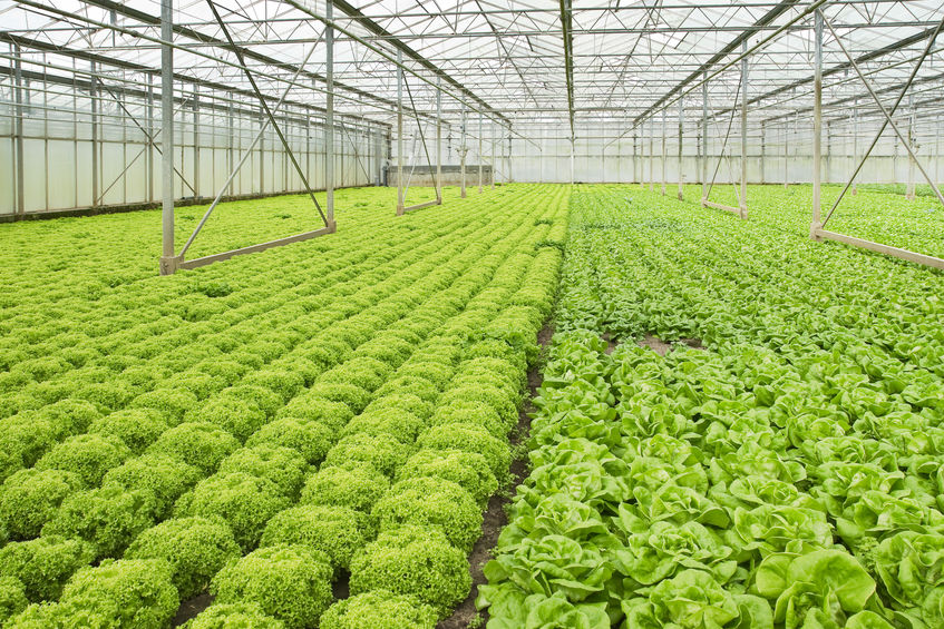 Financez l'achat de vos matériels d'exploitation horticole à conditions exceptionnelles grâce au dispositif Girardin industriel | Ecofip Guyane