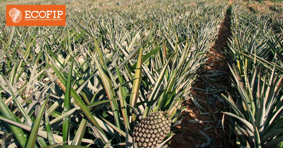 Matériels d’agriculture ou d’élevage - De quoi parle t'on ? Ecofip Nouvelle Calédonie