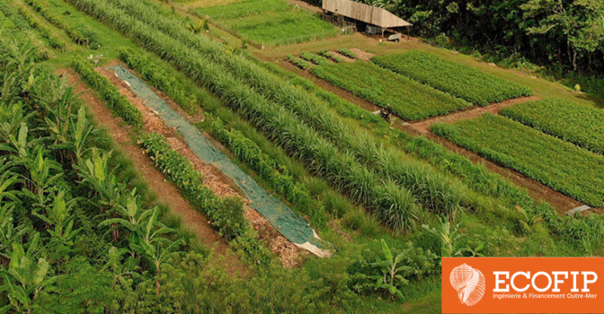 Les activités agricoles outre-mer sont éligibles à l’aide par la défiscalisation - Tour d’horizon avec ECOFIP Guyane