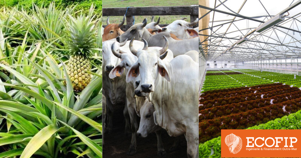 Monde de l'agriculture, financez vos équipements et boostez votre production avec ECOFIP