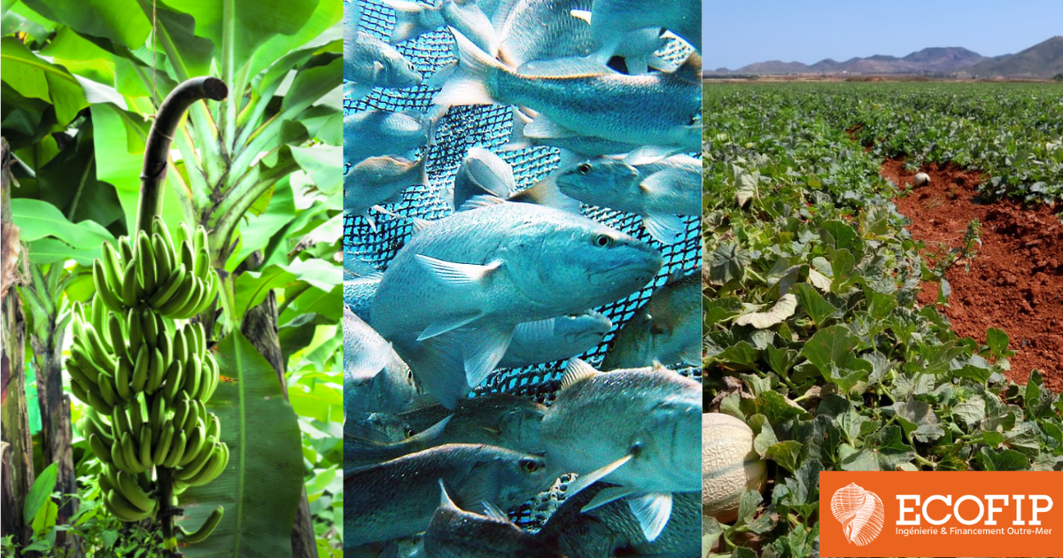 Monde de l'agriculture, financez vos équipements et boostez votre production avec ECOFIP