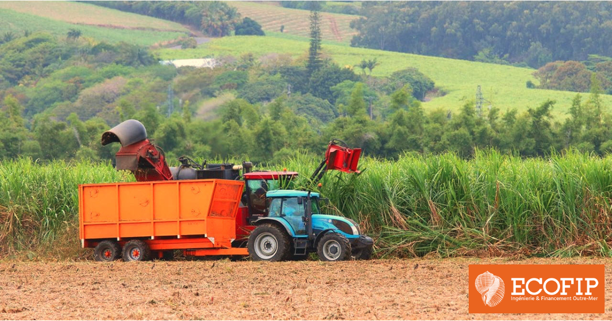 Les activités agricoles outre-mer sont éligibles à l’aide par la défiscalisation - Tour d’horizon avec ECOFIP Martinique.